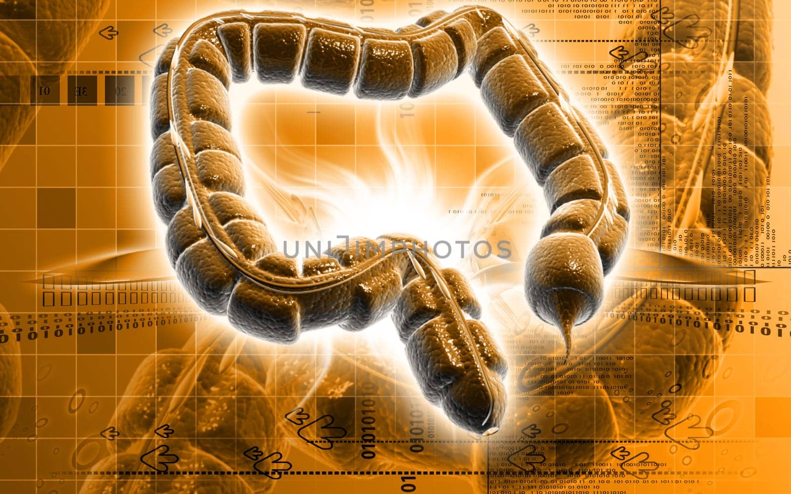 Digital illustration of large intestine in colour background