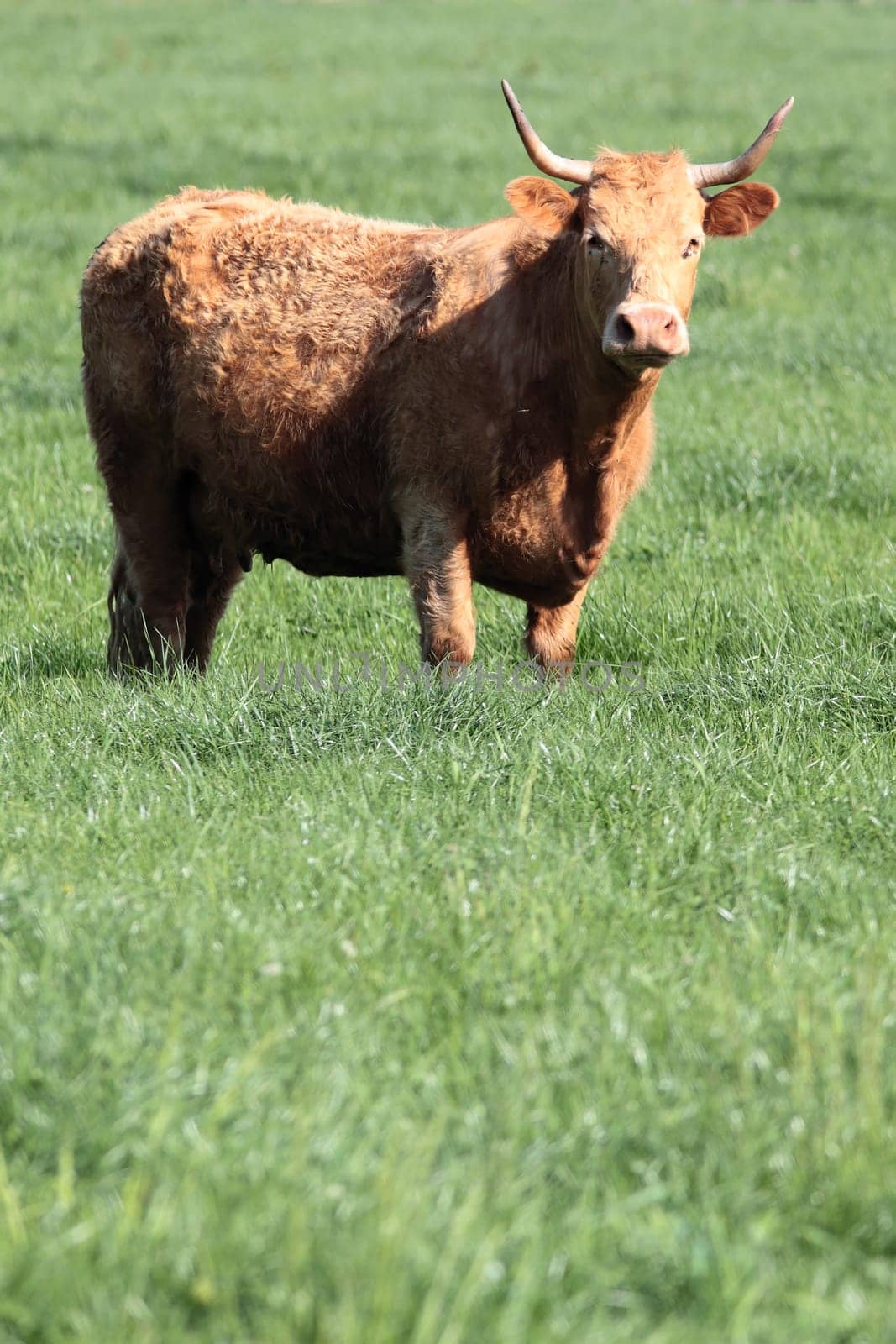 alone in the grass