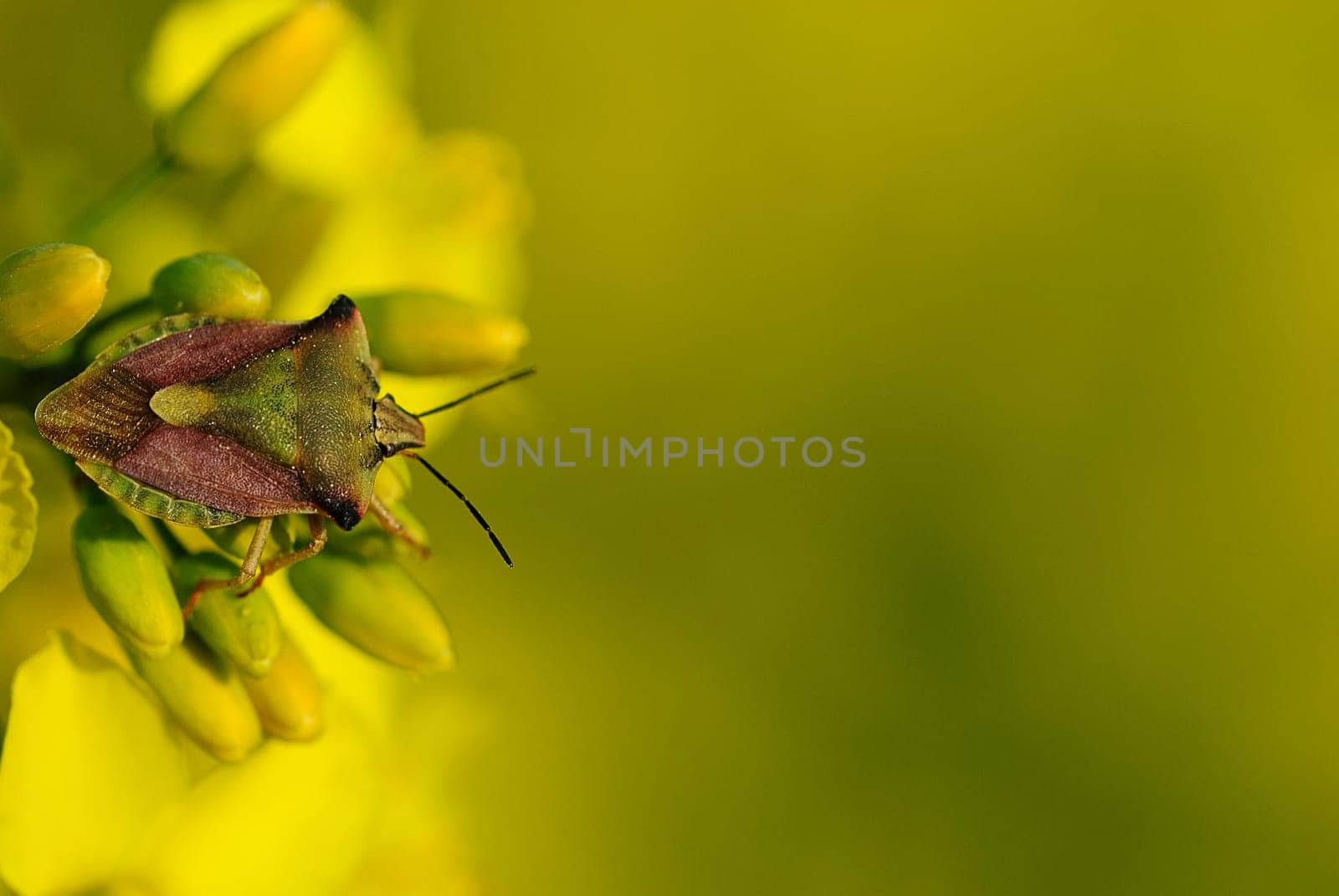 Insect rape