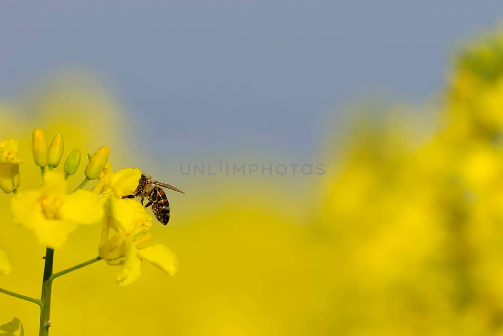 Insect rape