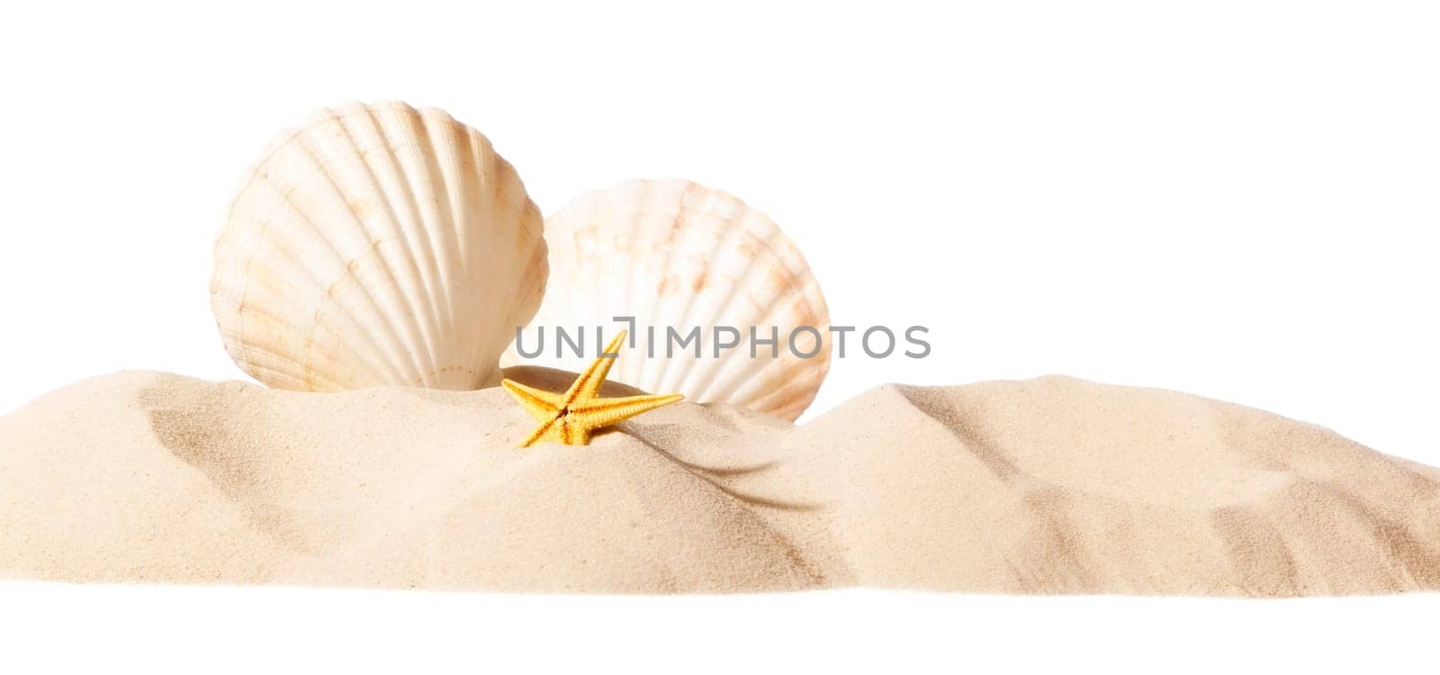shell on beach isolated on a white background, personal editing