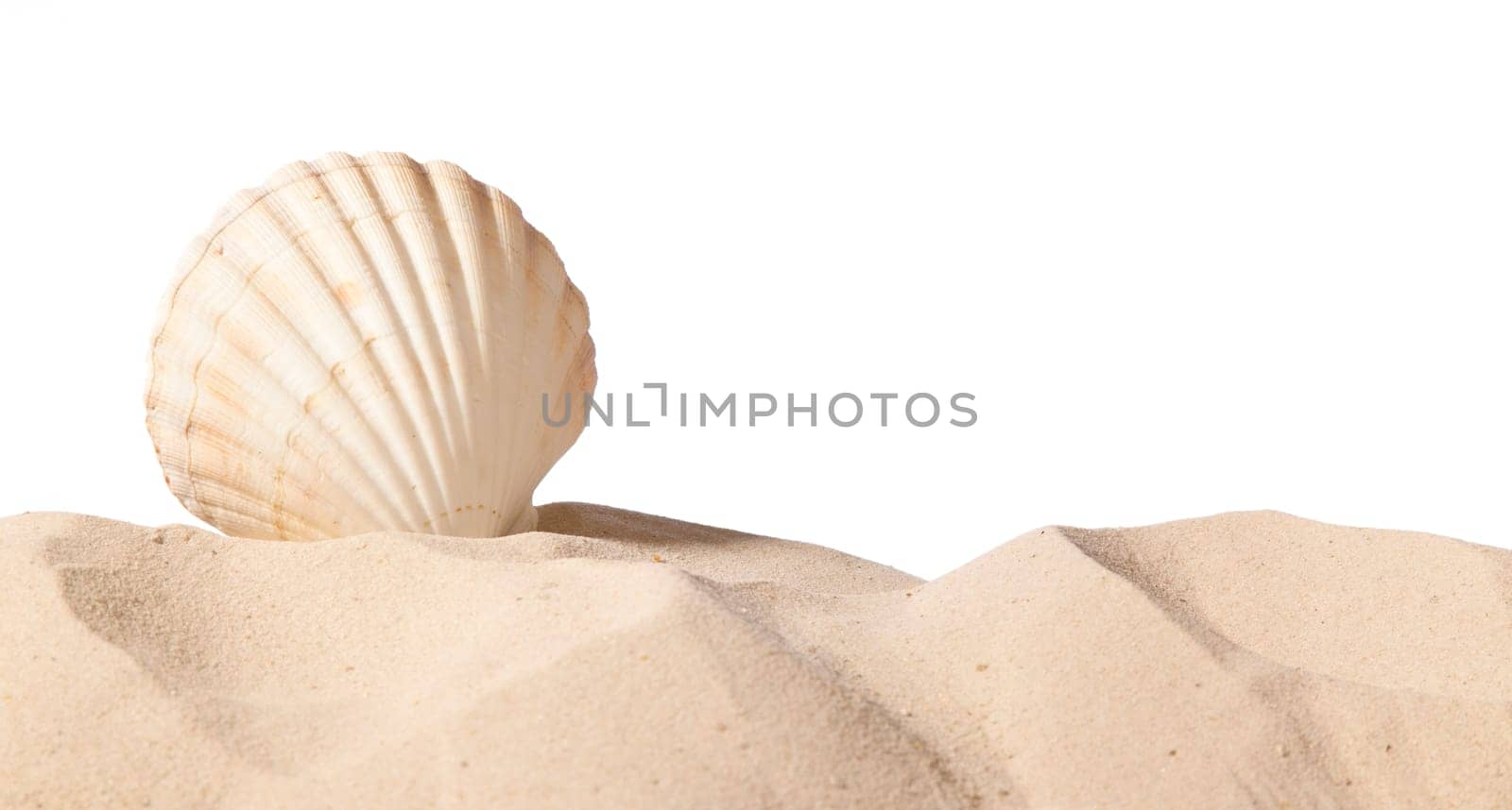 shell on beach isolated on a white background,with a lot of copy-space