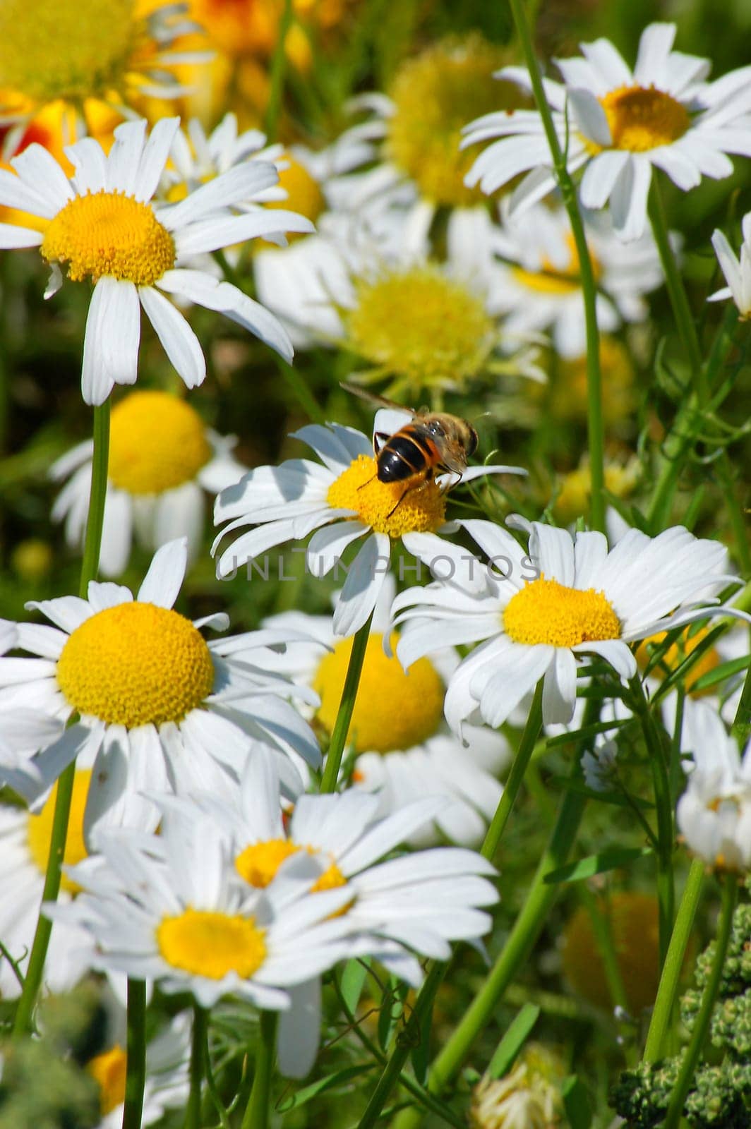 Field full with daisies with one bee