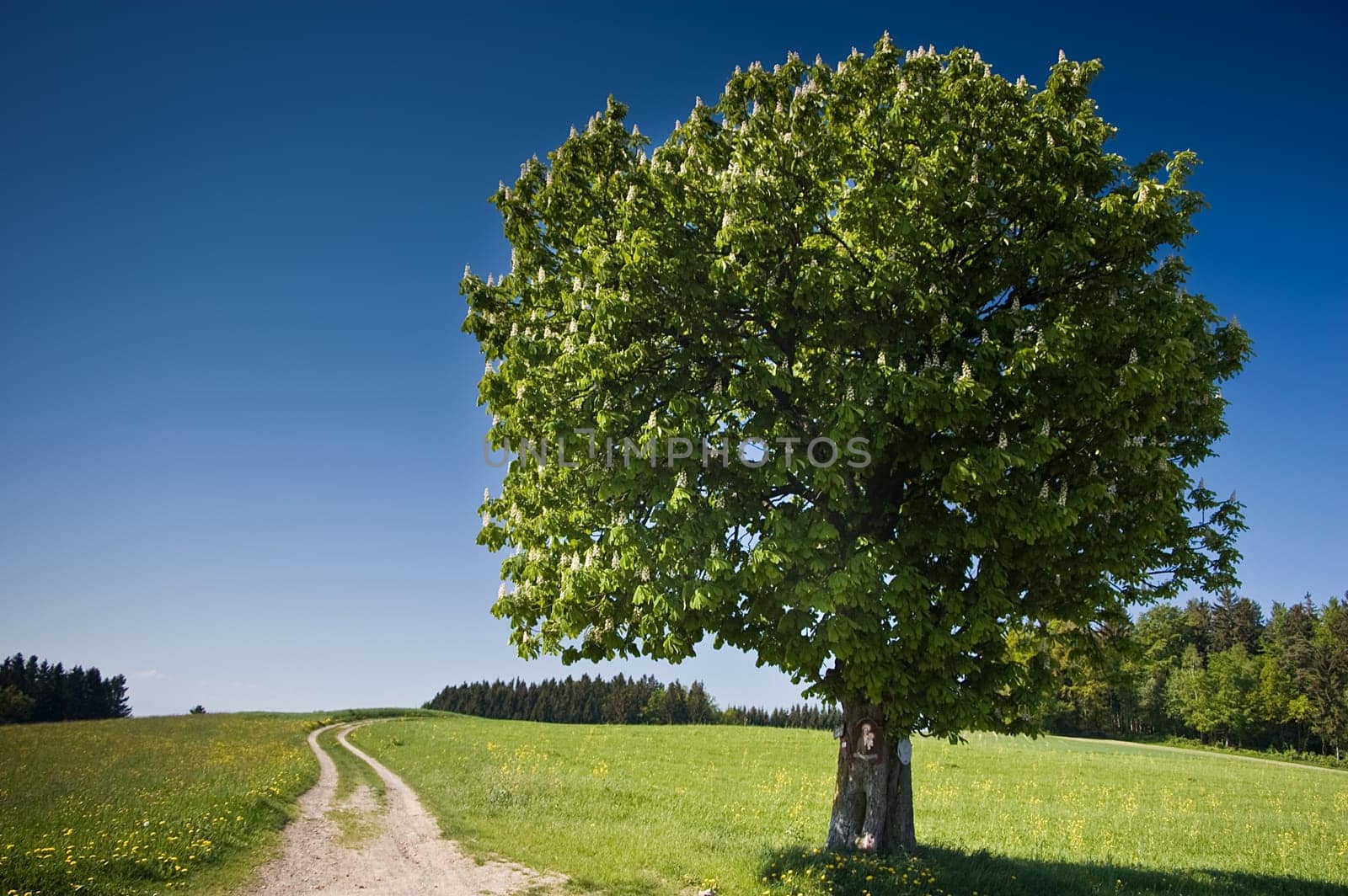 Summer Tree with a path in the country