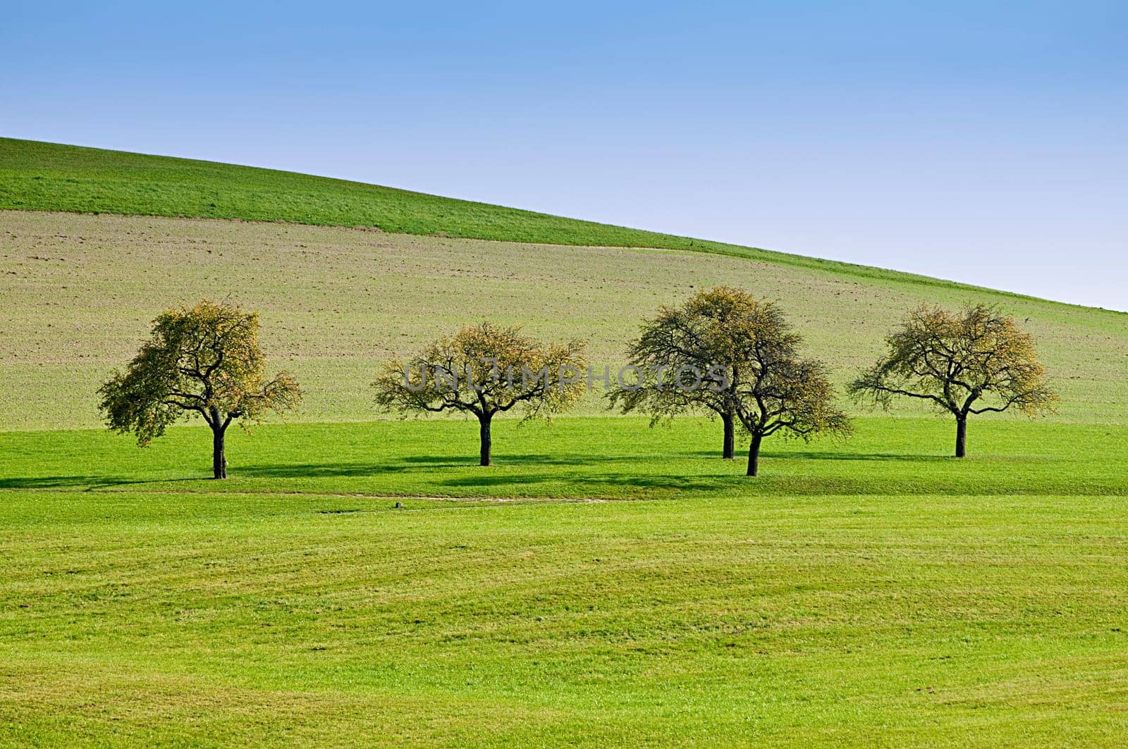 Trees on a Meadow in a Row
