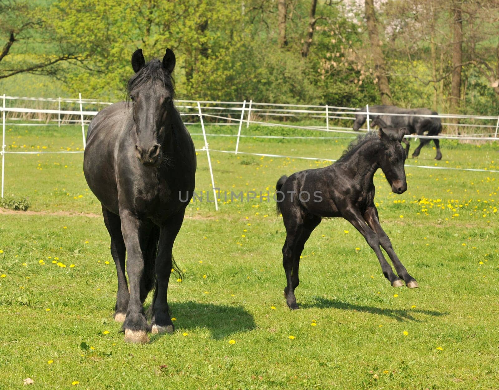 Friesian horses