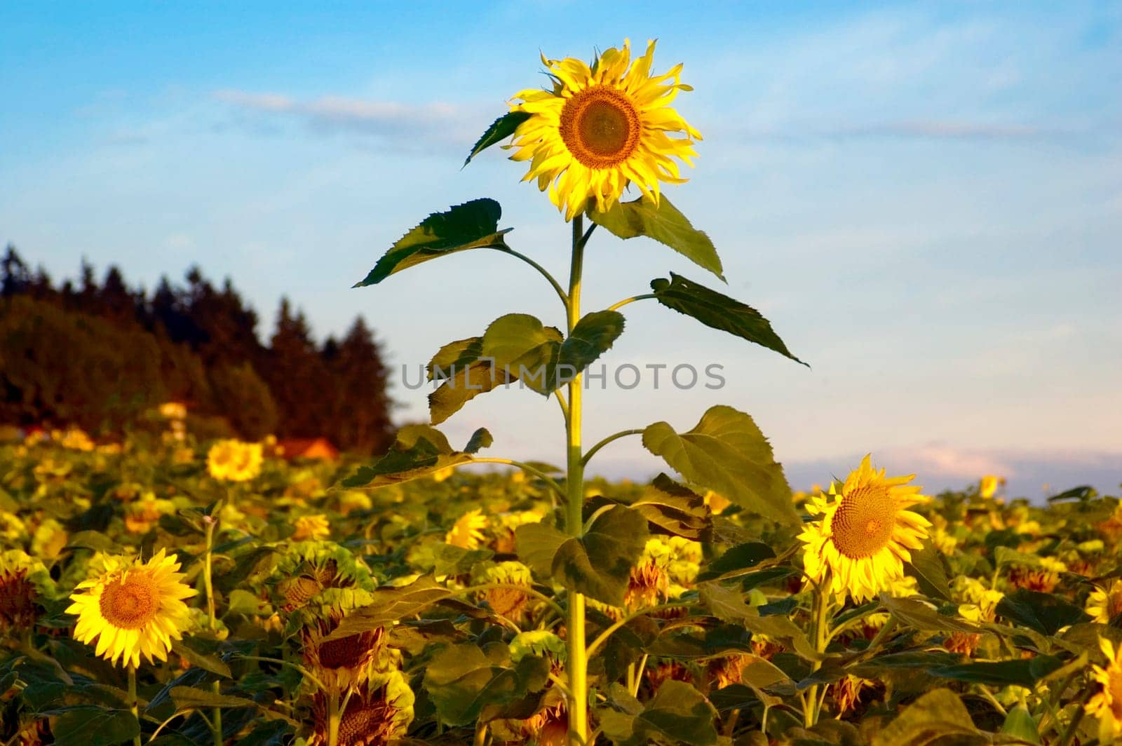 One Sunflower is bigger then the others