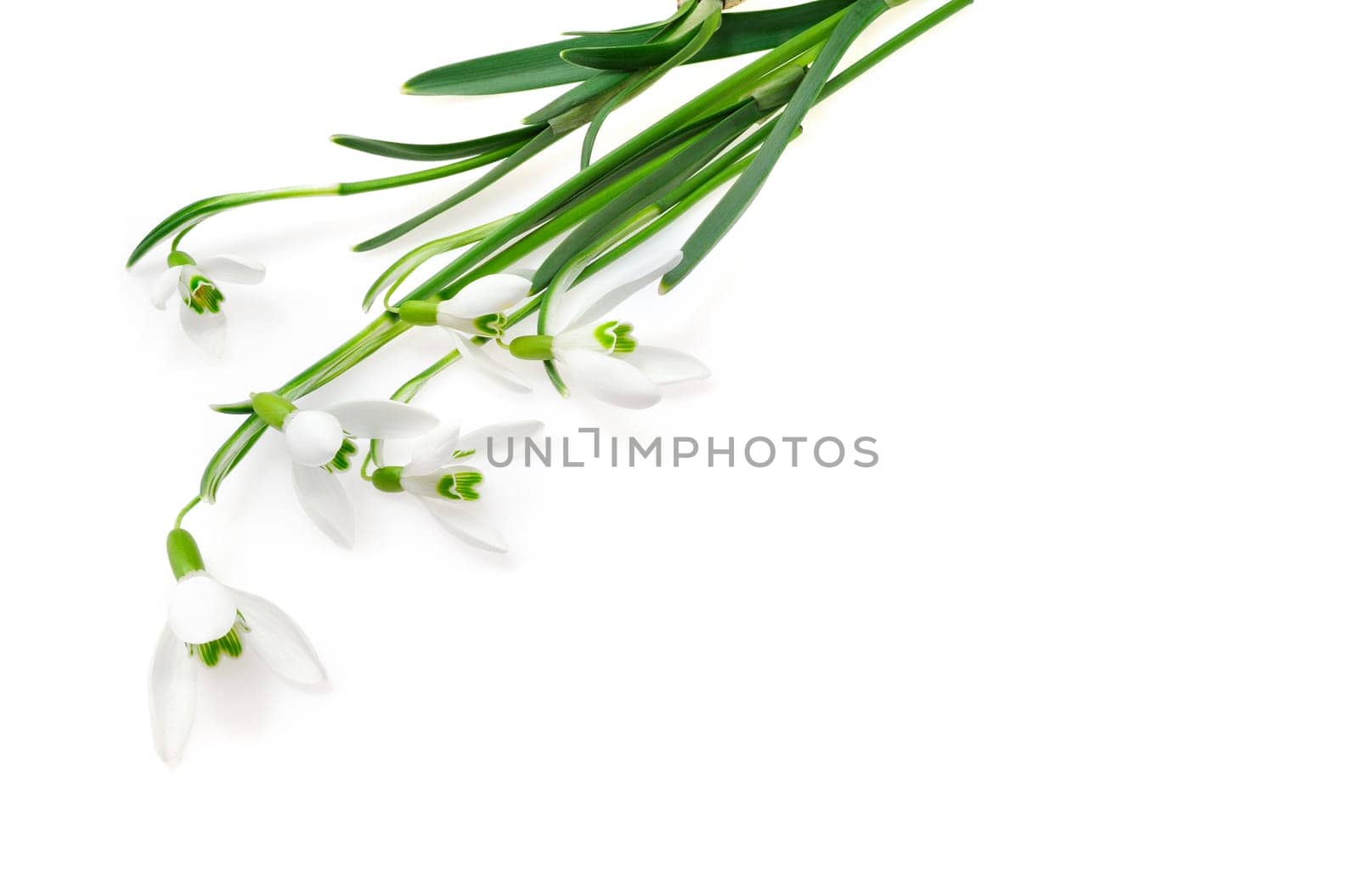 Group of snowdrop flowers isolated on white background