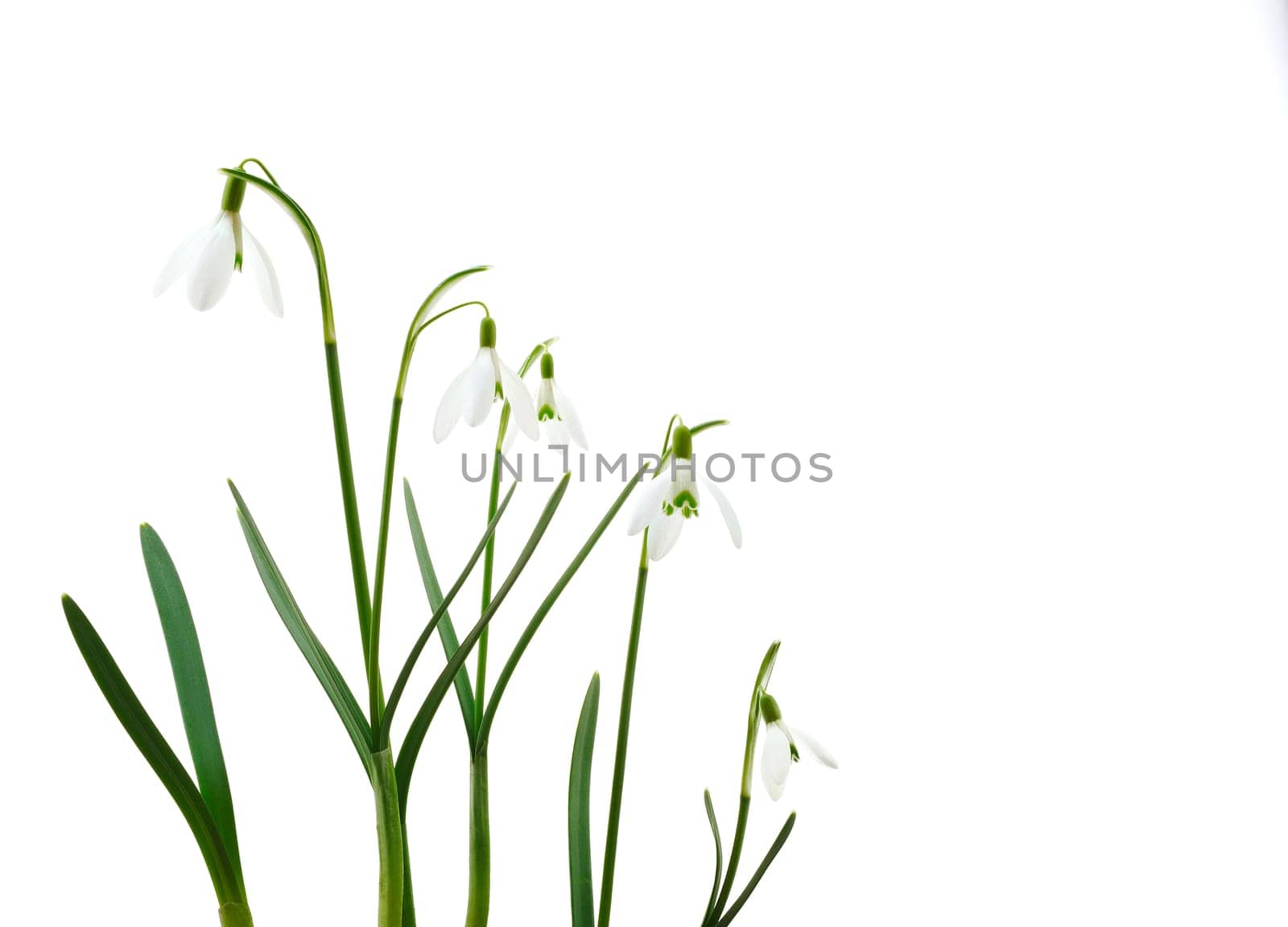 Group of growing snowdrop flowers isolated on white background