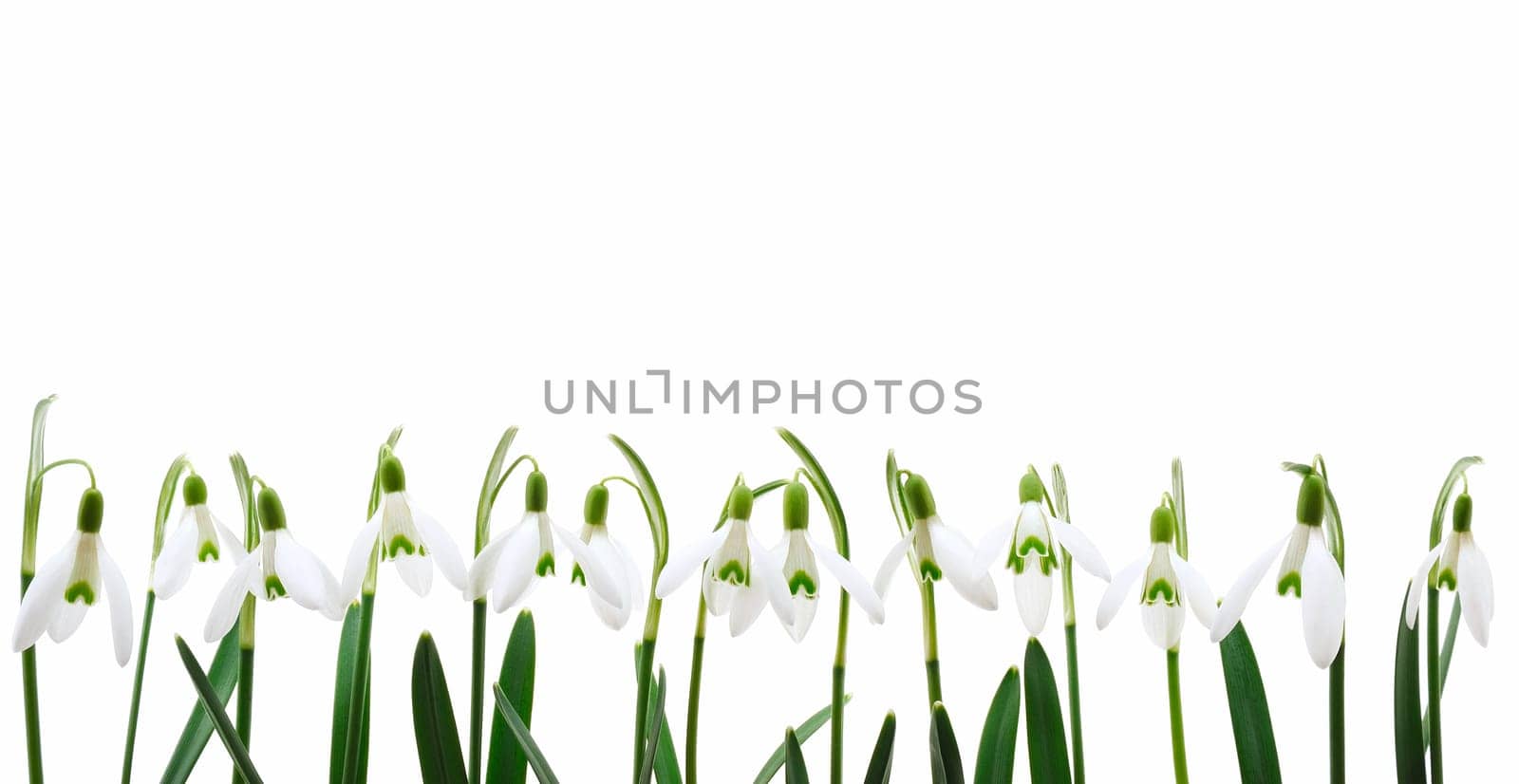 Group of snowdrop flowers growing in row, isolated on white background