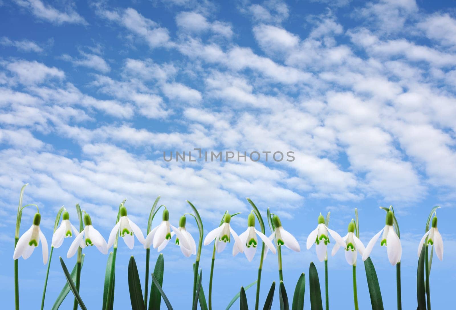 Group of snowdrop flowers growing in row over sky with clouds