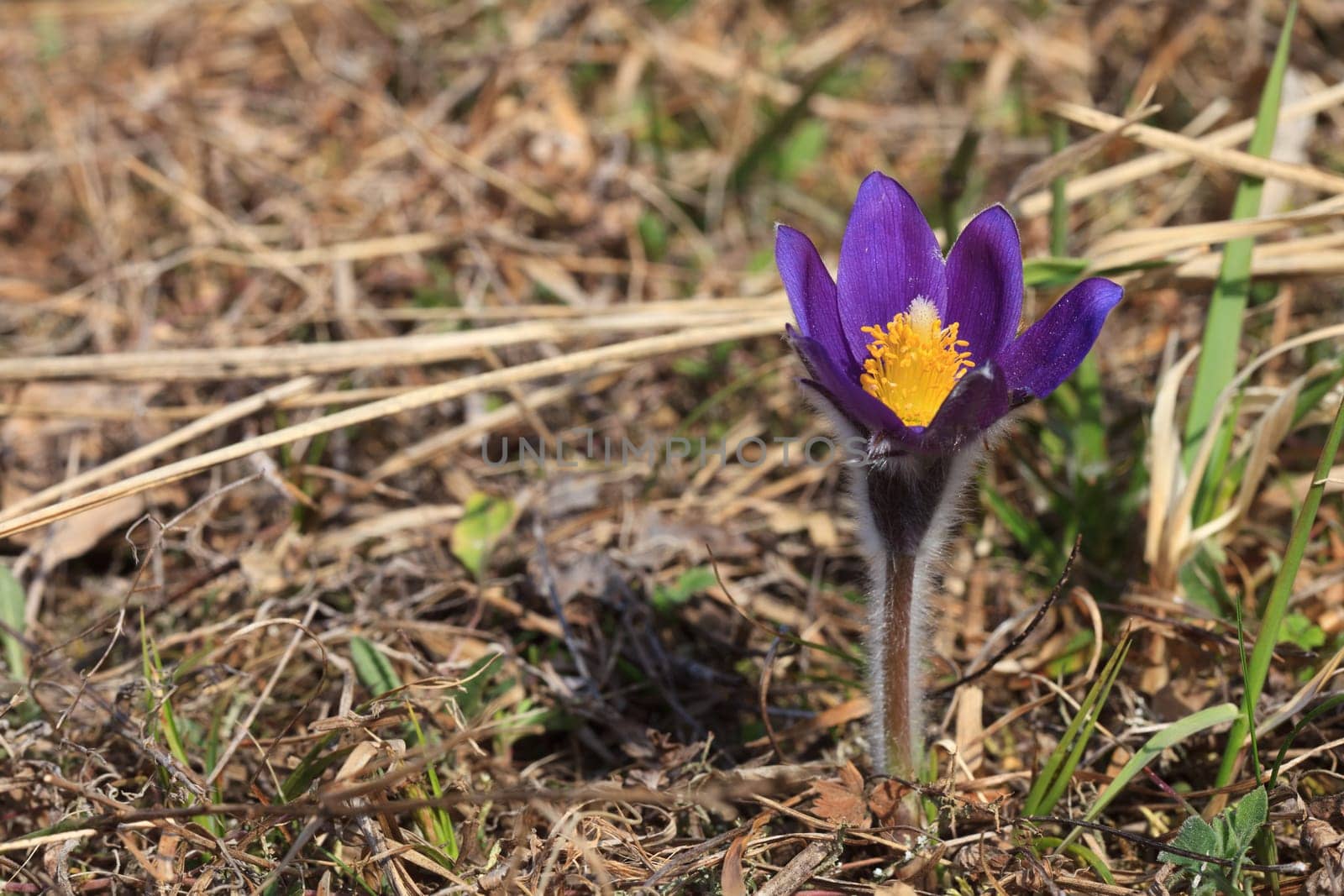close-up of purple pasque flowers in early spring