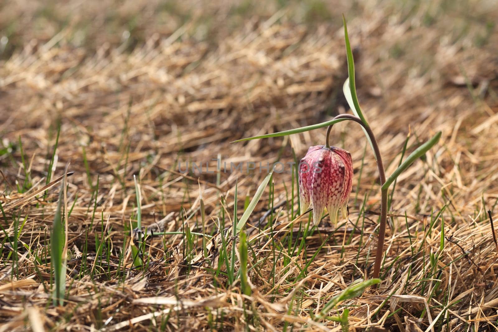 snake&#039 s head fritillary flower (fritillaria meleagris) in early spring