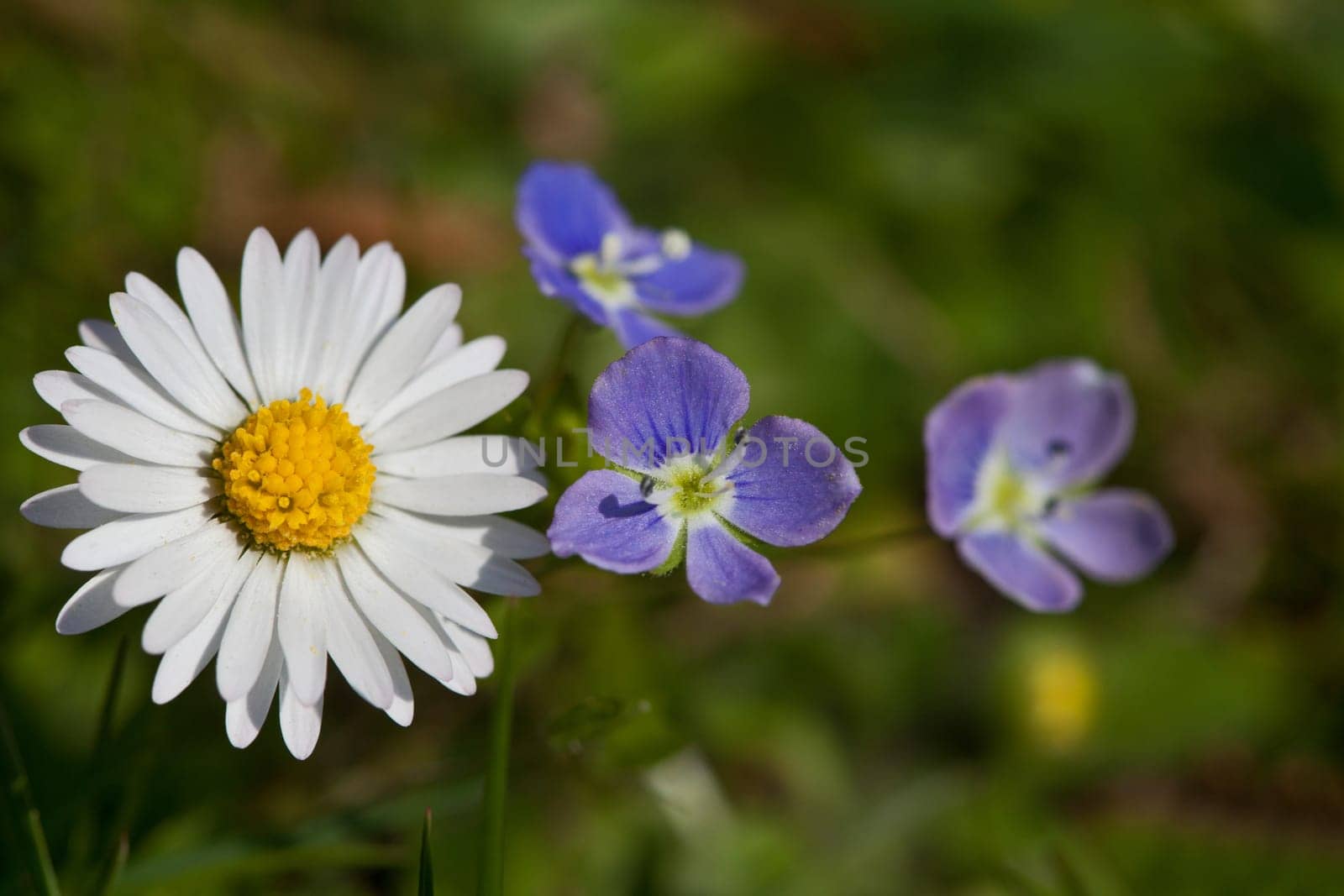 Daisy....