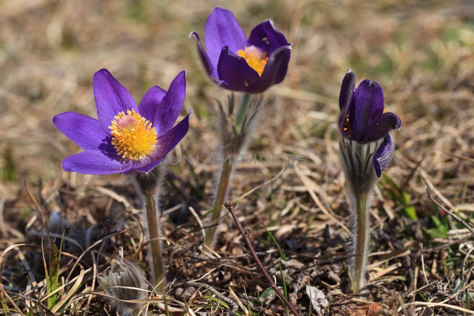 pasqueflower, (pulsatilla vulgaris), which blooms in early spring