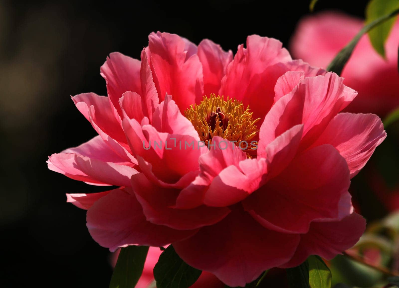 Peony
