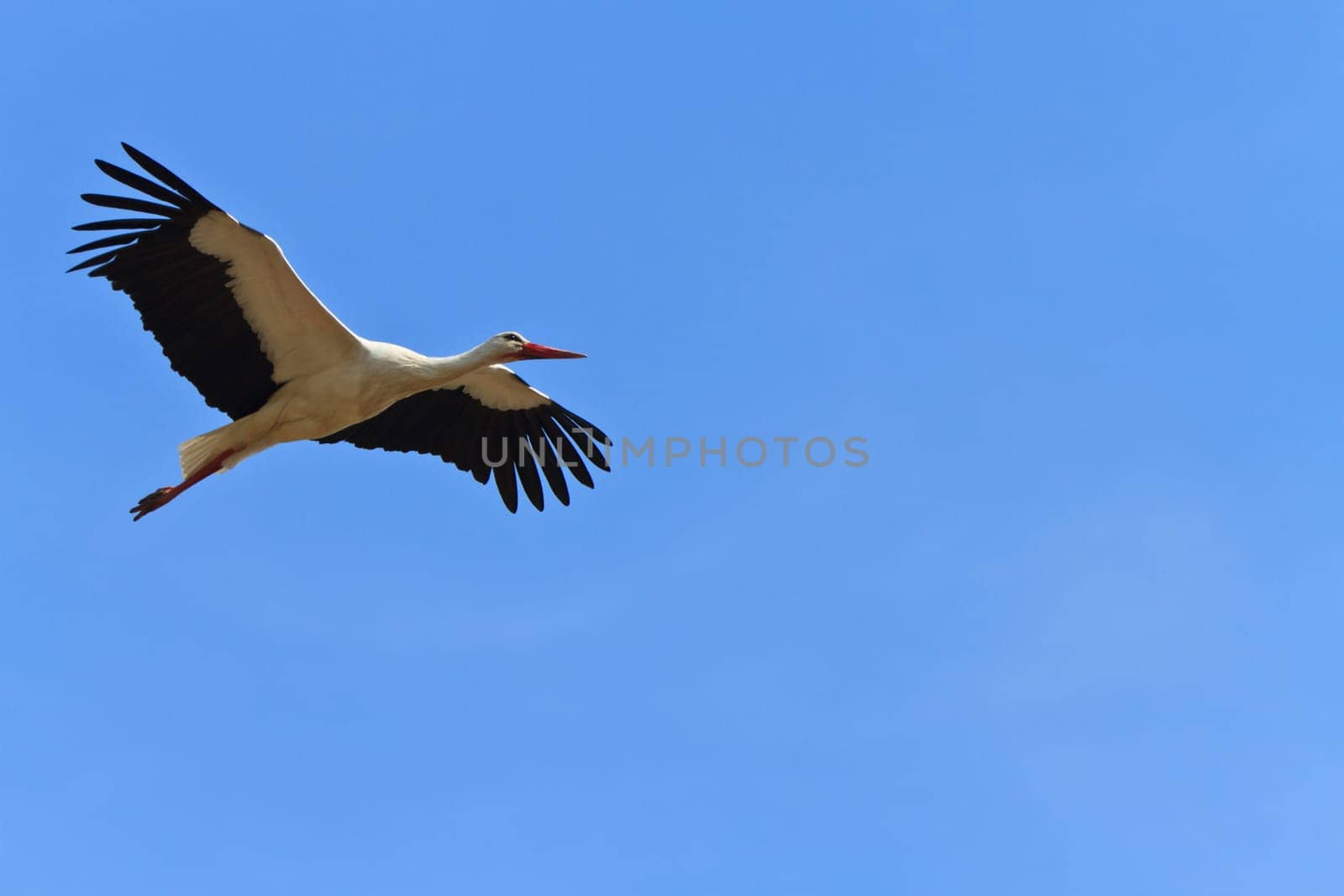 stork in flight on a blue sky
