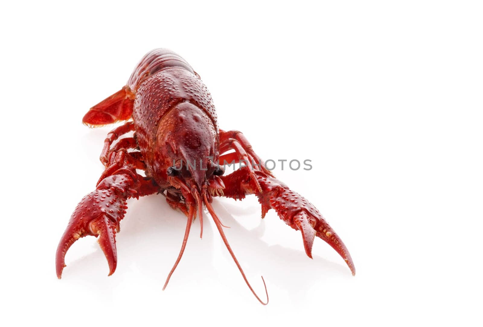 crayfish cooked in the dish served on ice