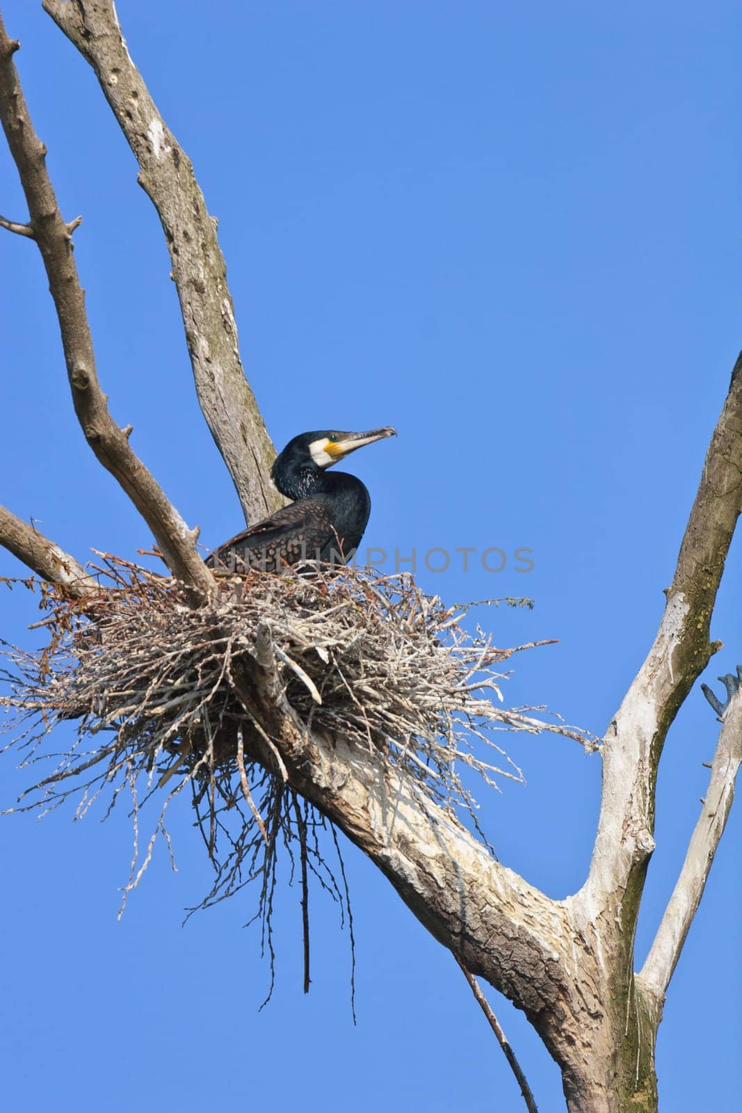 cormorant (phalacrocorax carbo ) on nest in Danube Delta, Romania