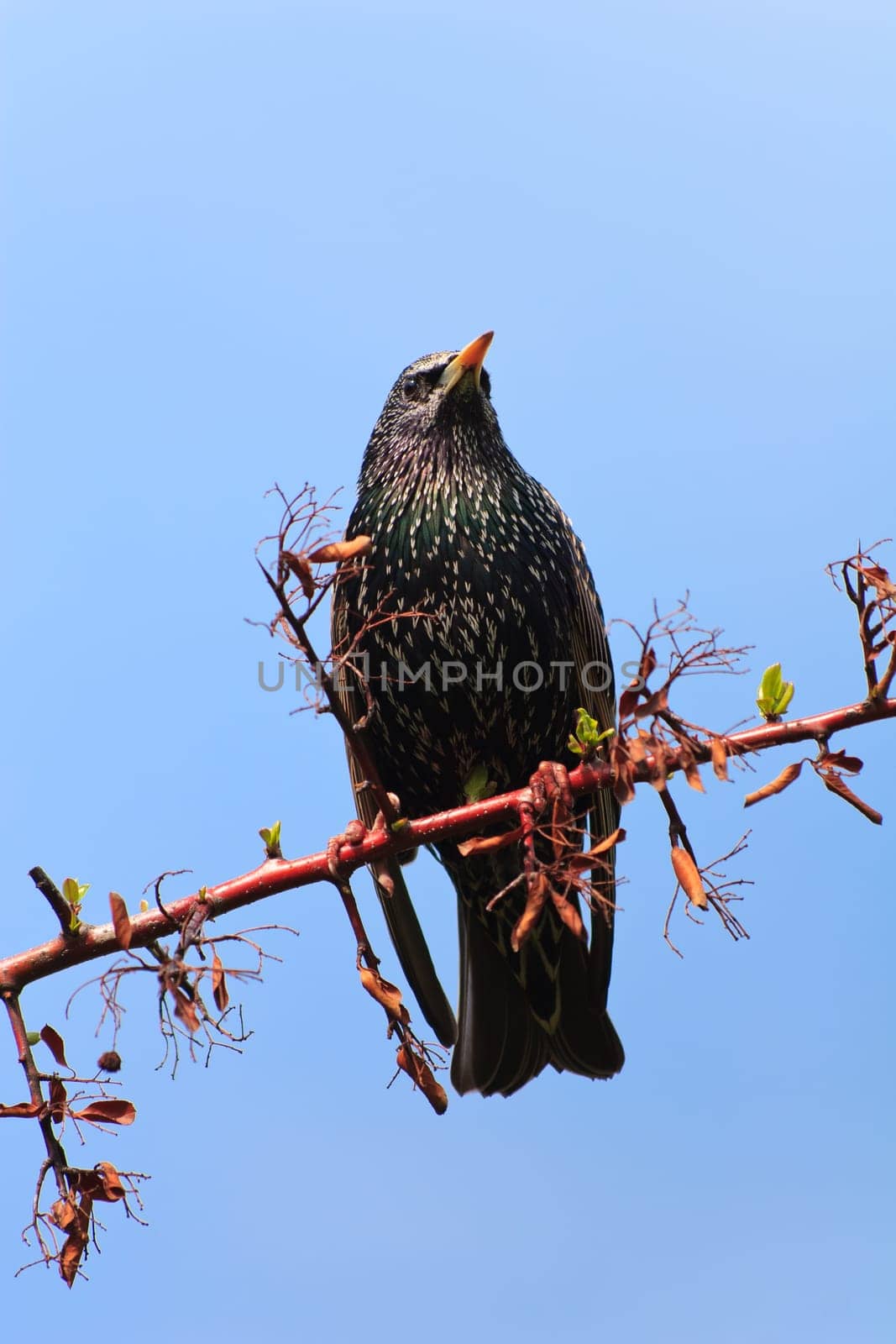 starling bird (sturnus vulgaris) on branch tree