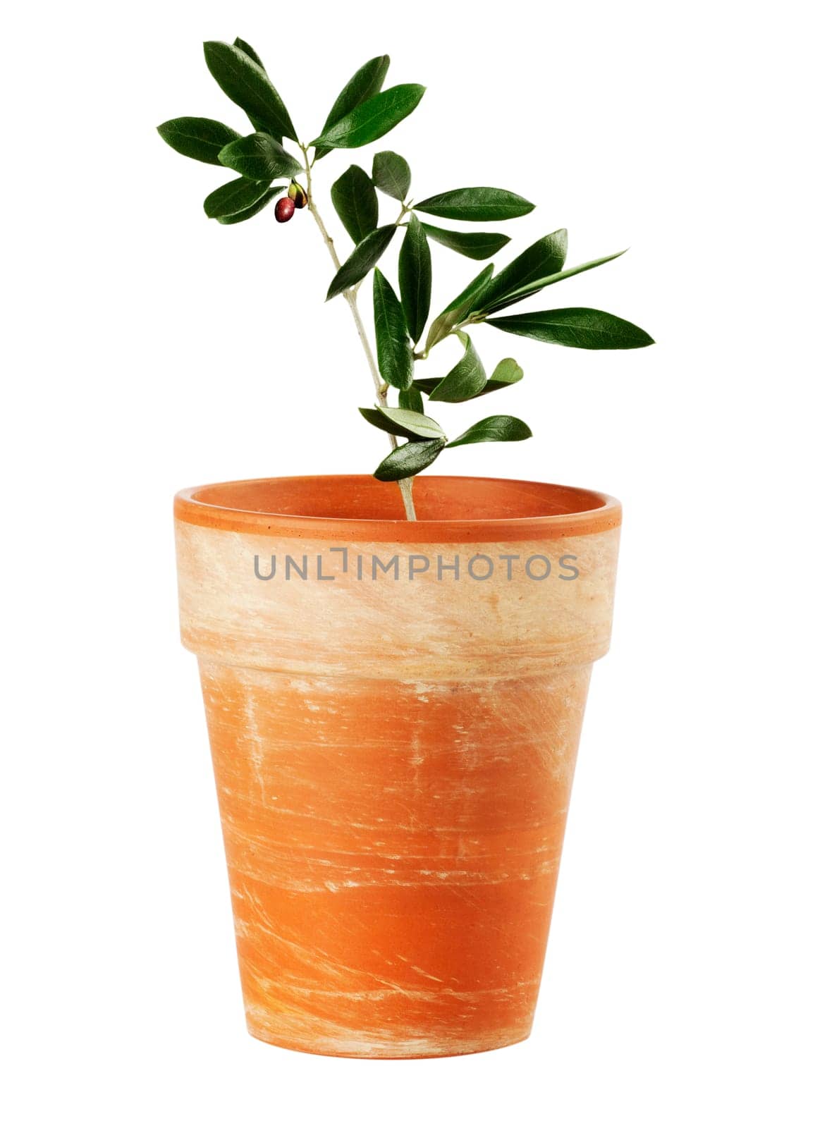 Olive Tree Plant