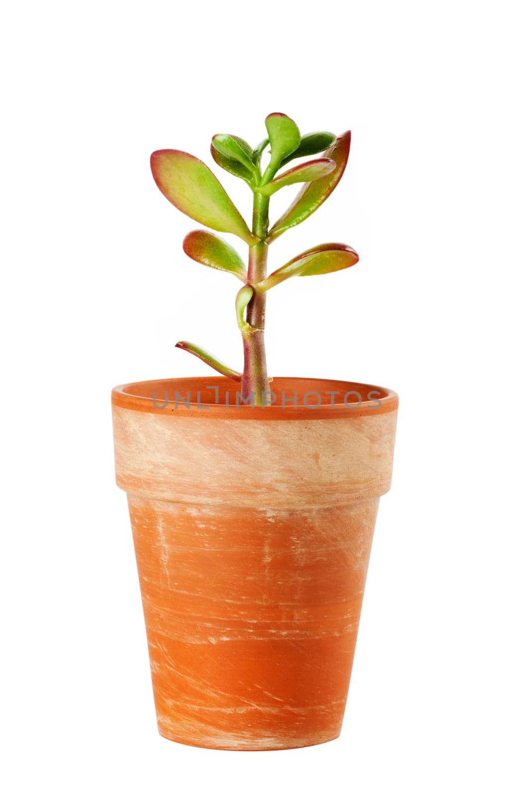 Dollar plant (Crassula ovata) known also as jade plant or money tree.