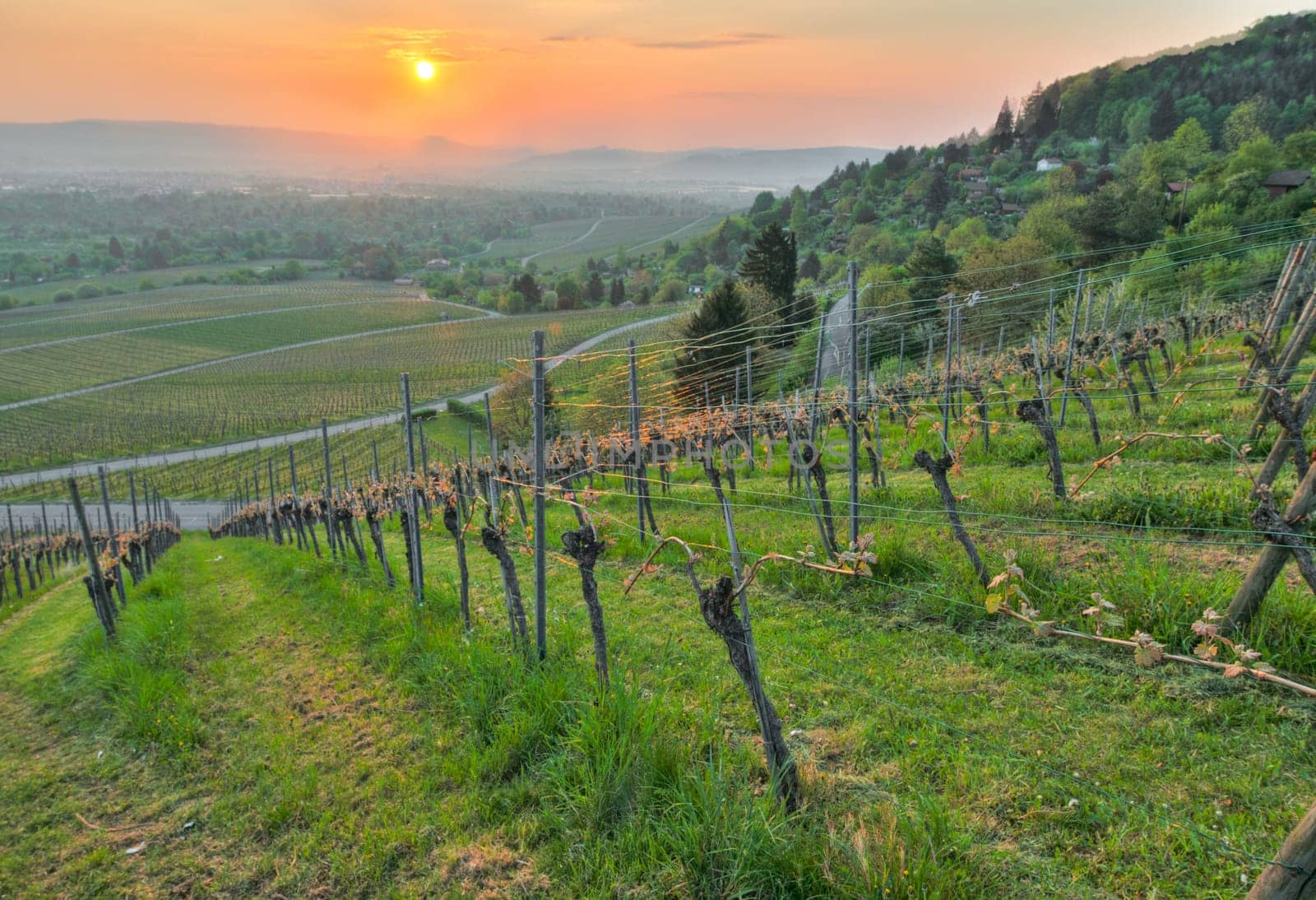 Sunrise in spring in the wine-growing region