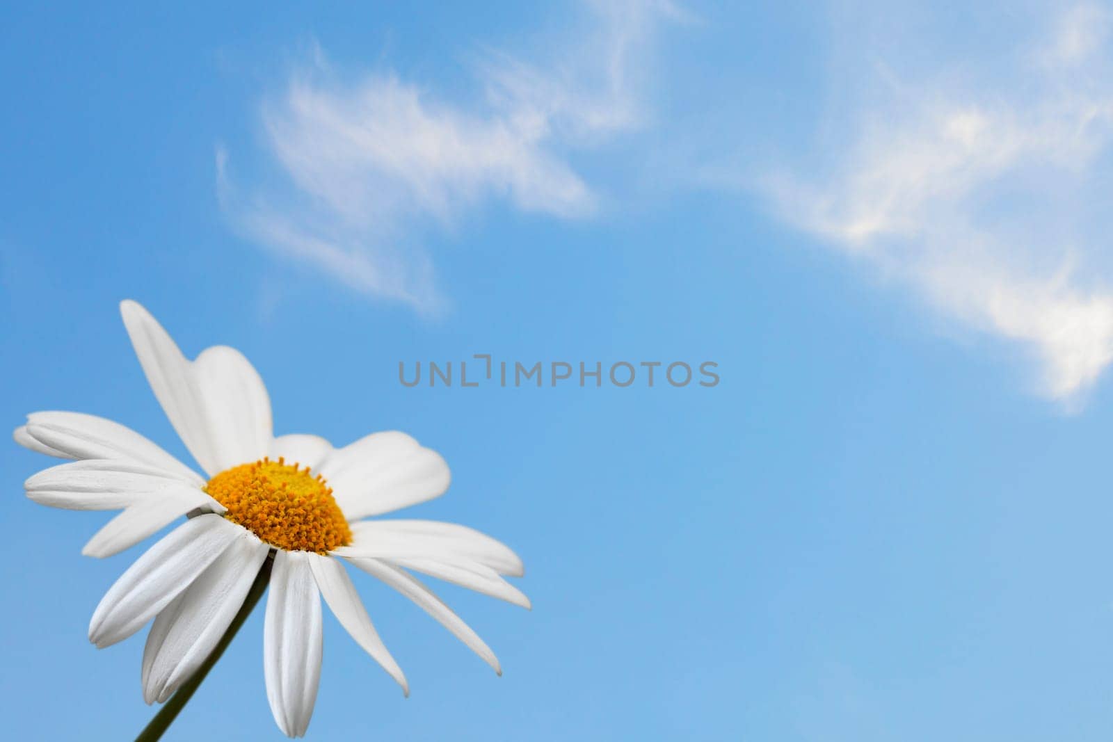 Daisy single flower on blue sky background