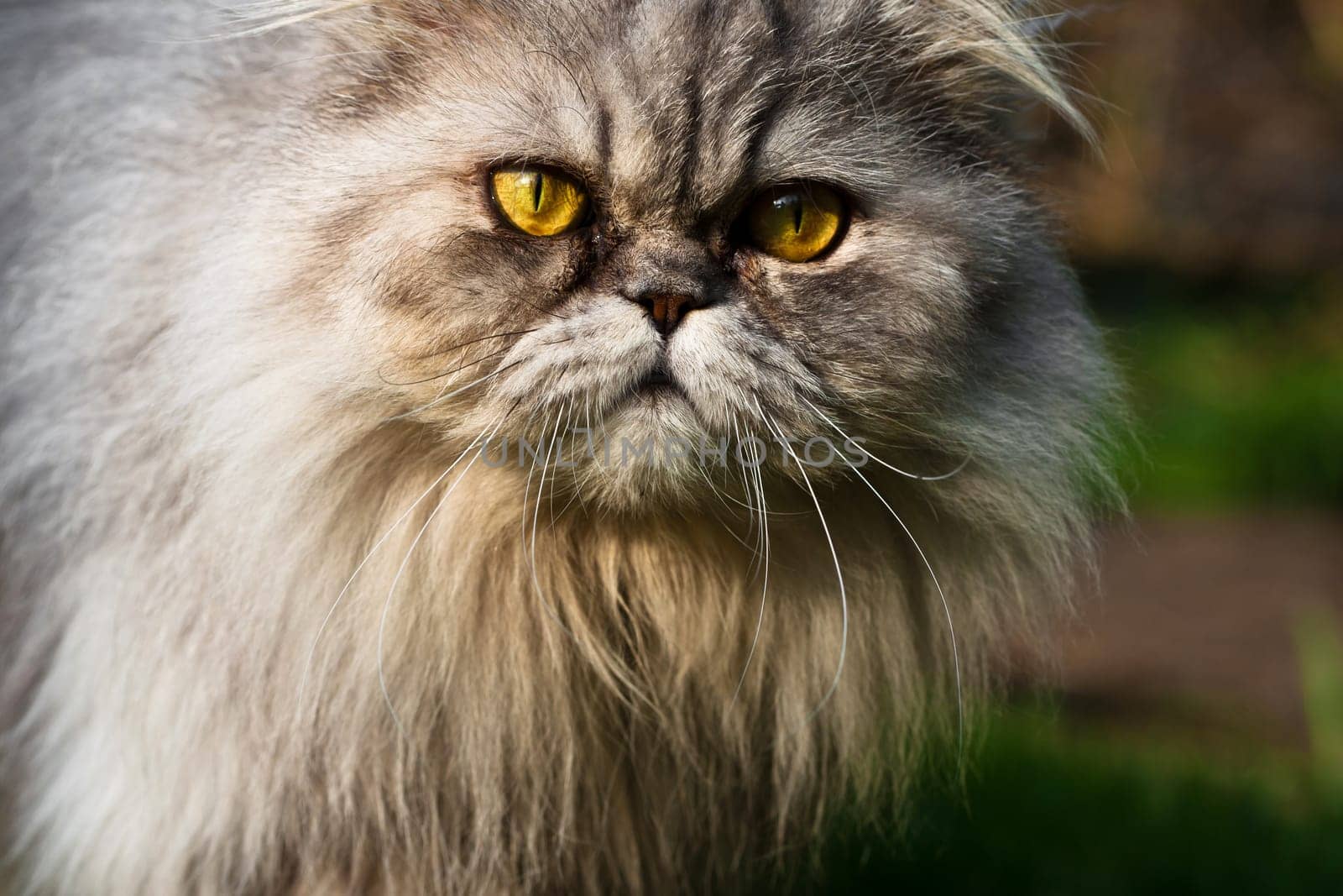 Persian tomcat