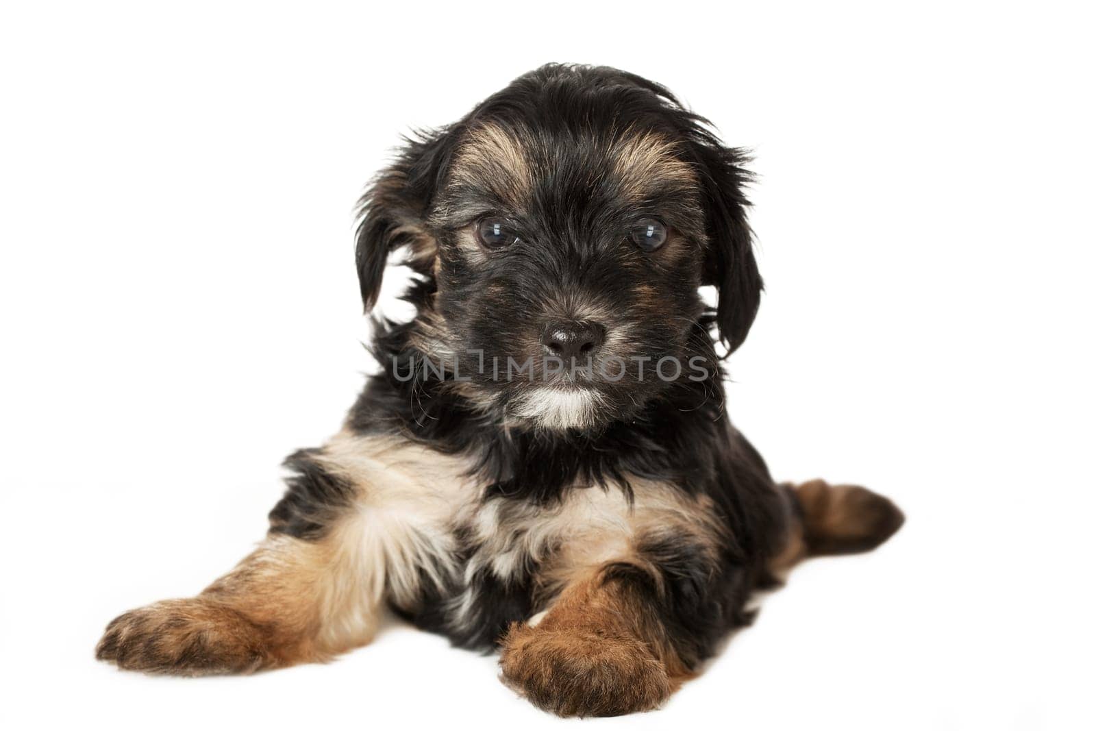 Terrier puppy in front of white background and facing the camera.