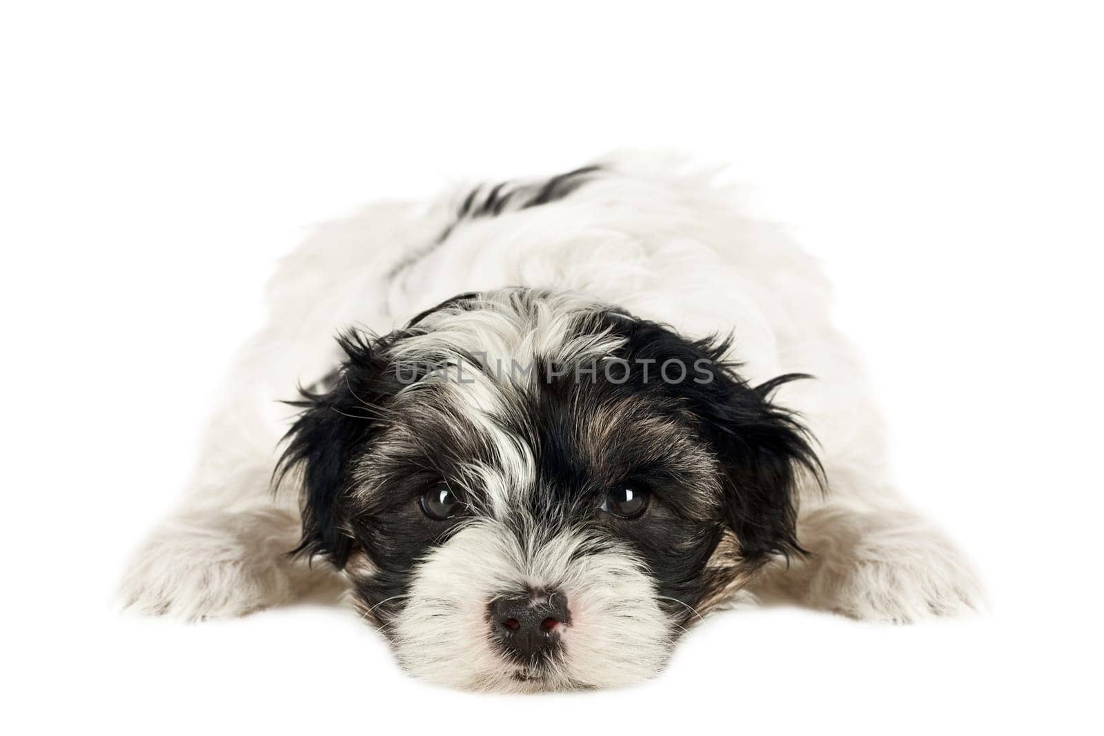 Terrier puppy in front of white background and facing the camera.