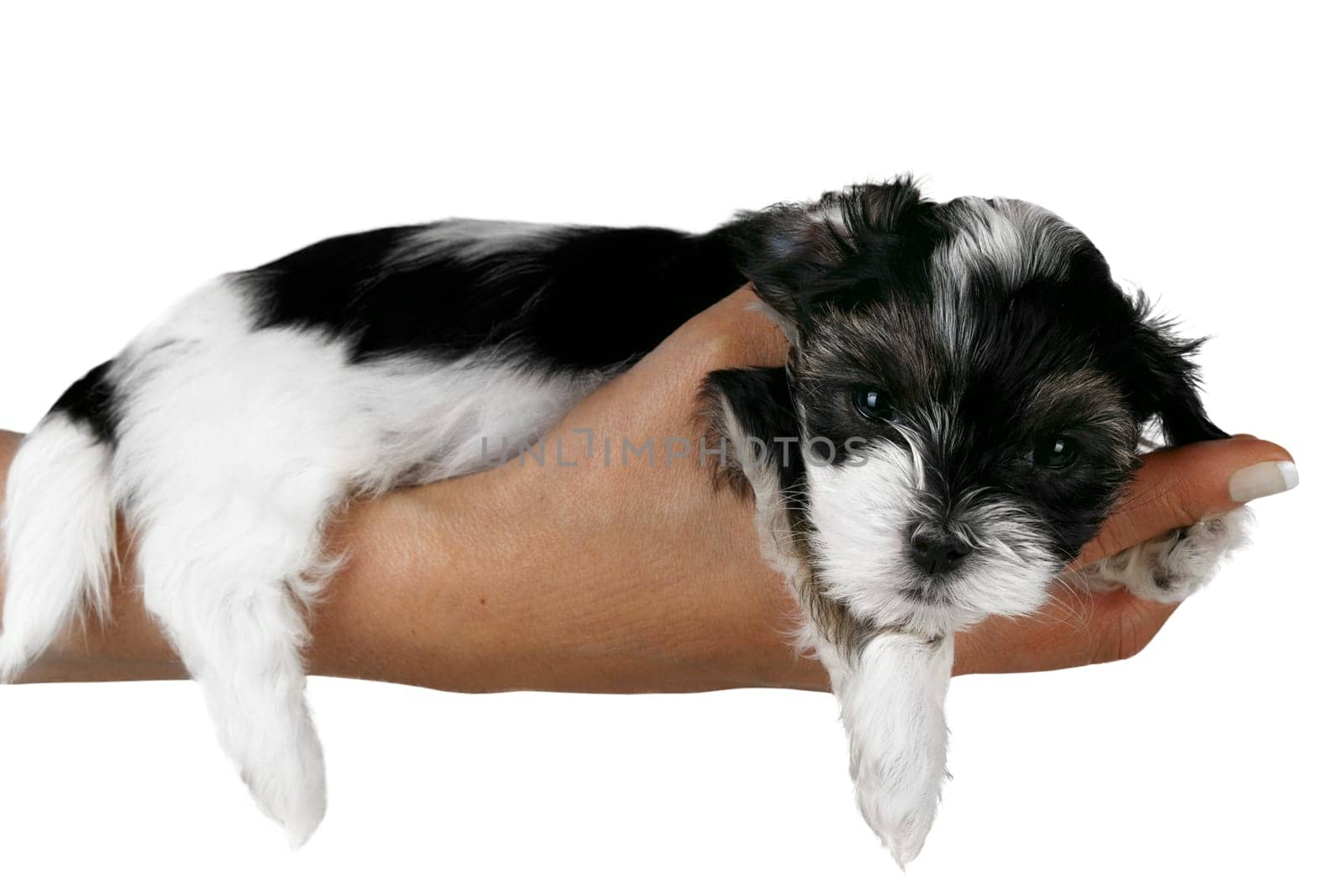 nine week old sweet Puppy terrier laying on woman hand Isolated On White