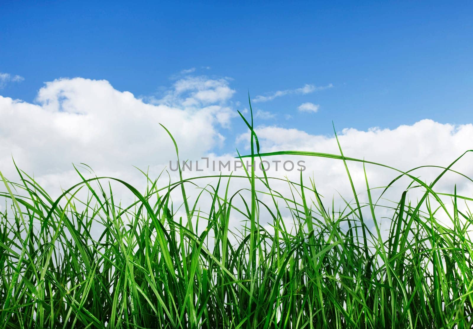 Green Grass field isolated on white Background
