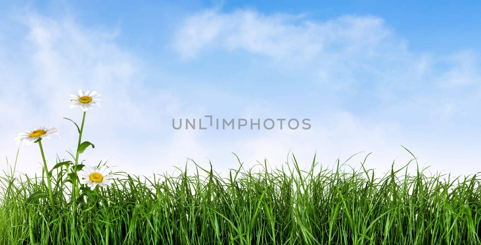 Daisies on the meadow with blue sky