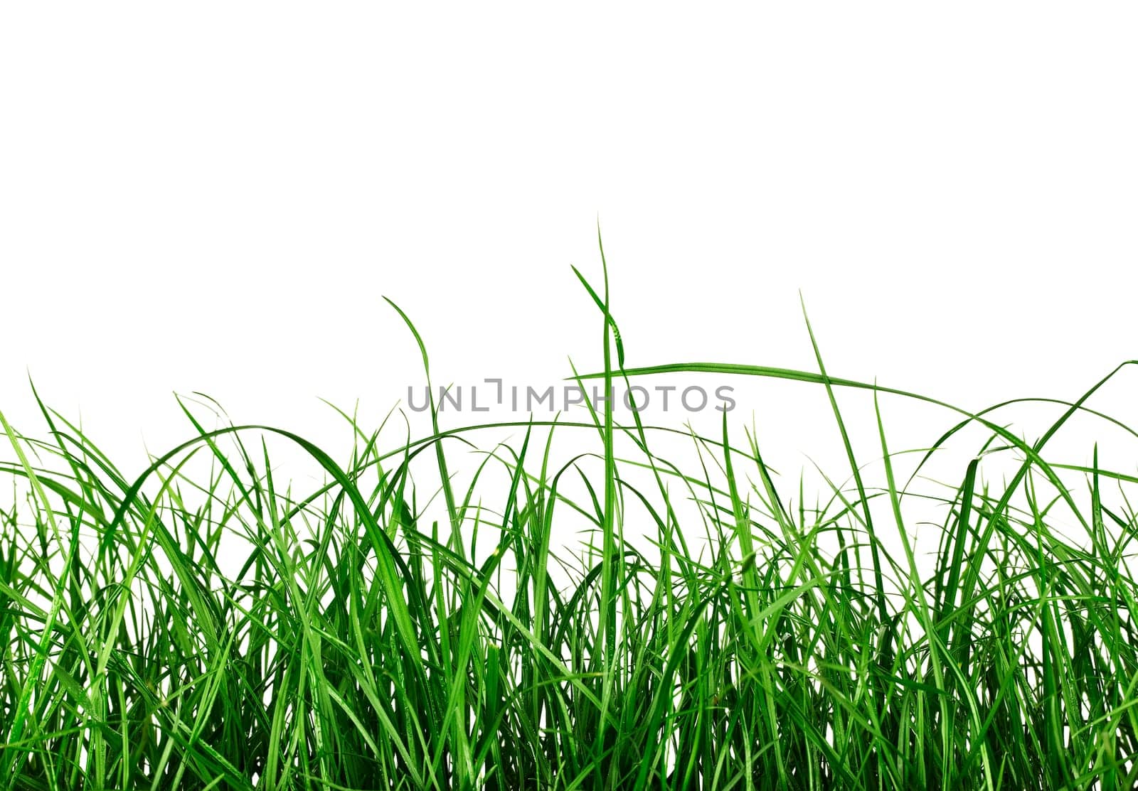 Green Grass field isolated on white Background