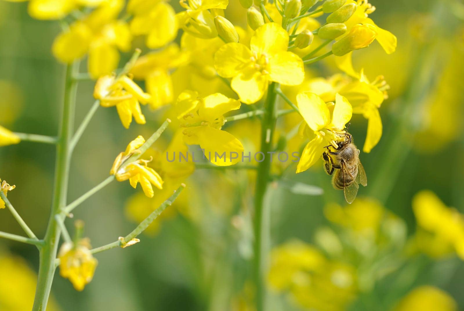 Rapeseed bee