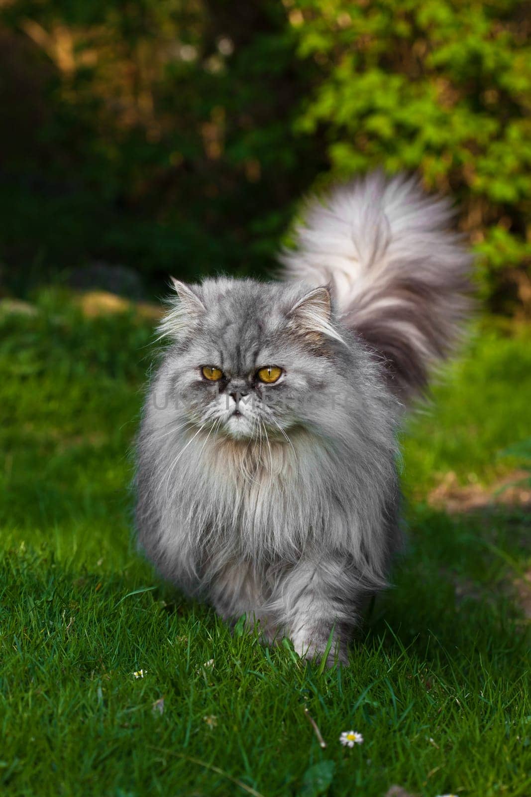 Persian tomcat