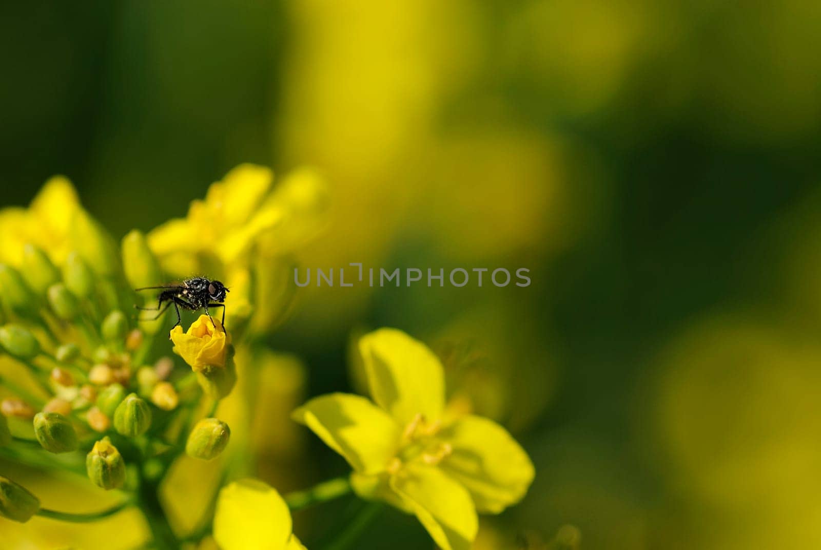 Rapeseed fly