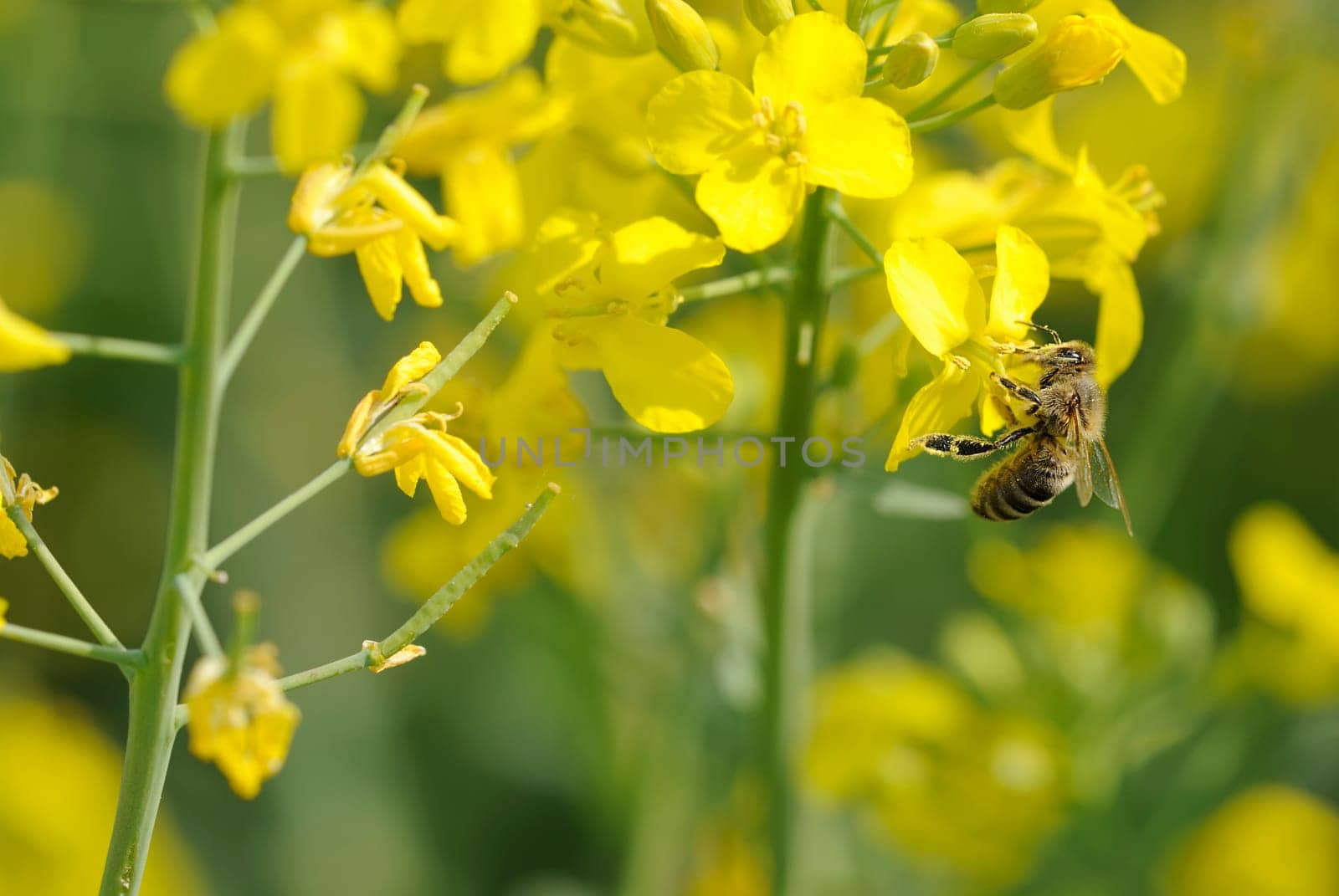 Rapeseed bee
