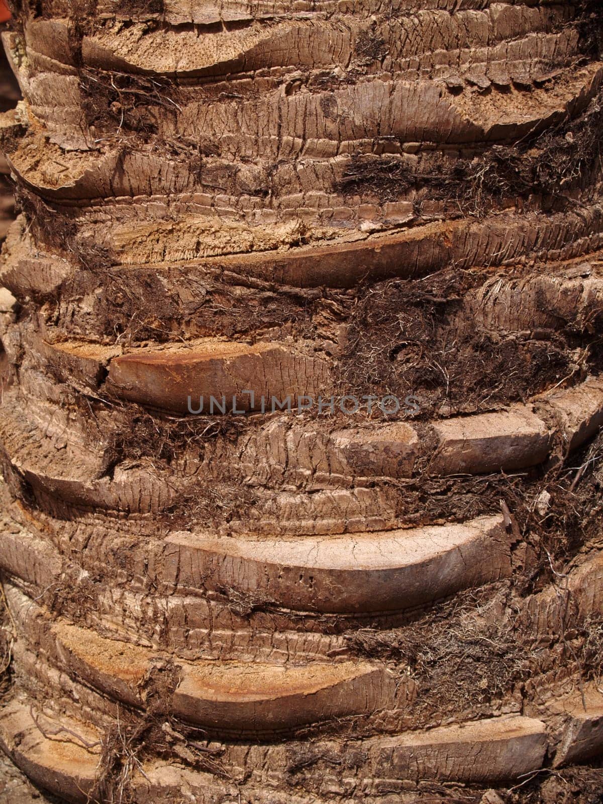 Brown tree trunk texture of a palm tree.