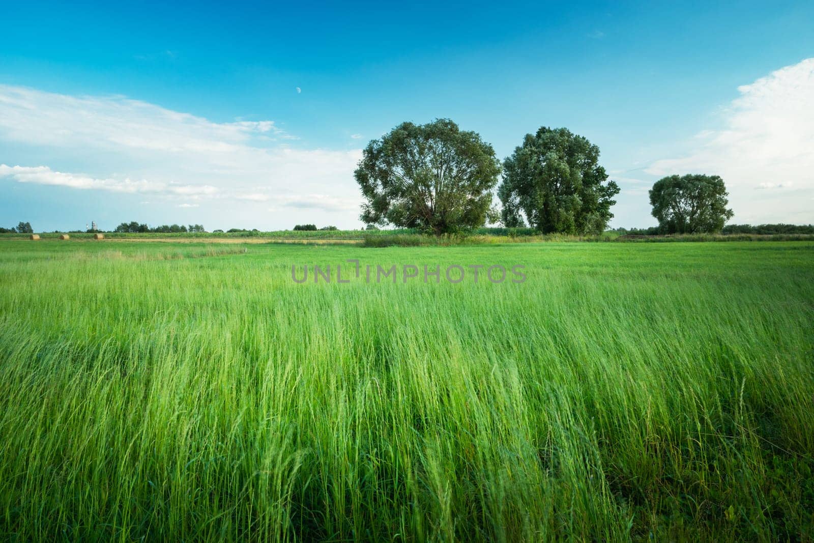 Tall green grass in a meadow with trees, summer view