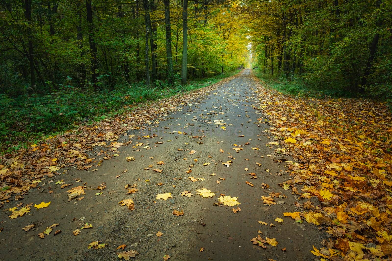 Fallen yellow leaves on dirt road in the forest, October day