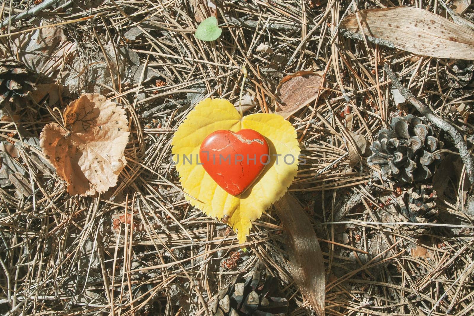 Red heart shape toy on the ground in the forest by Quils