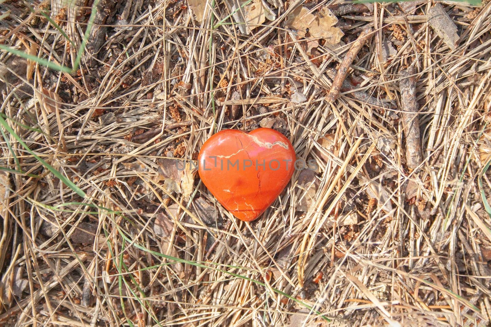 Red heart shape toy on the ground in the forest. Concept of nature love. Sunny weather. Needles of spruce