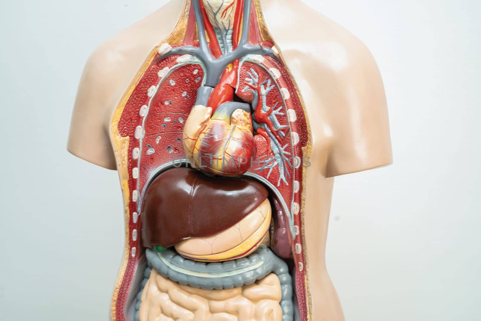 Human model anatomy for medical training course, teaching medicine education.