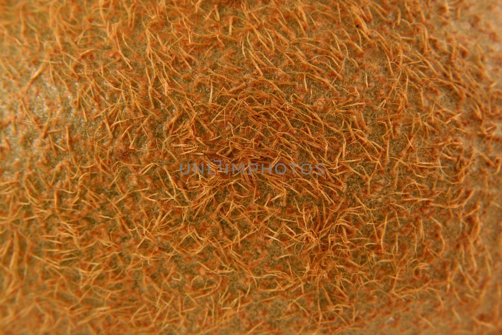 A kiwifuit macro background