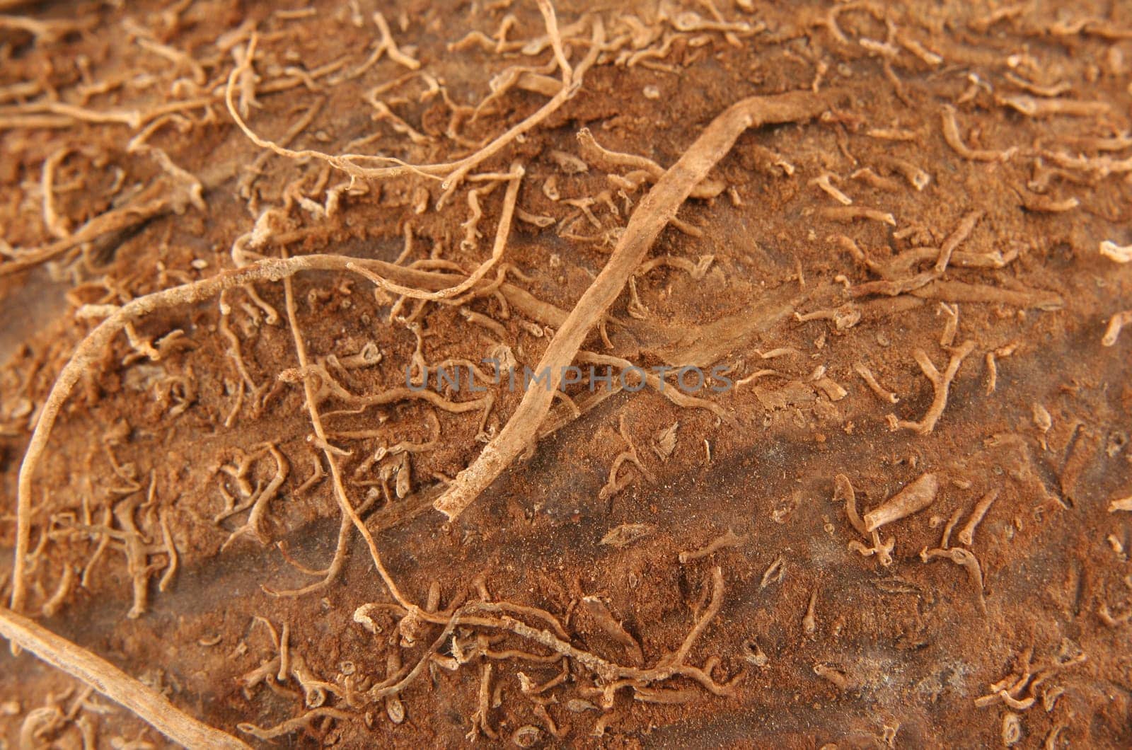 A Coconut macro background