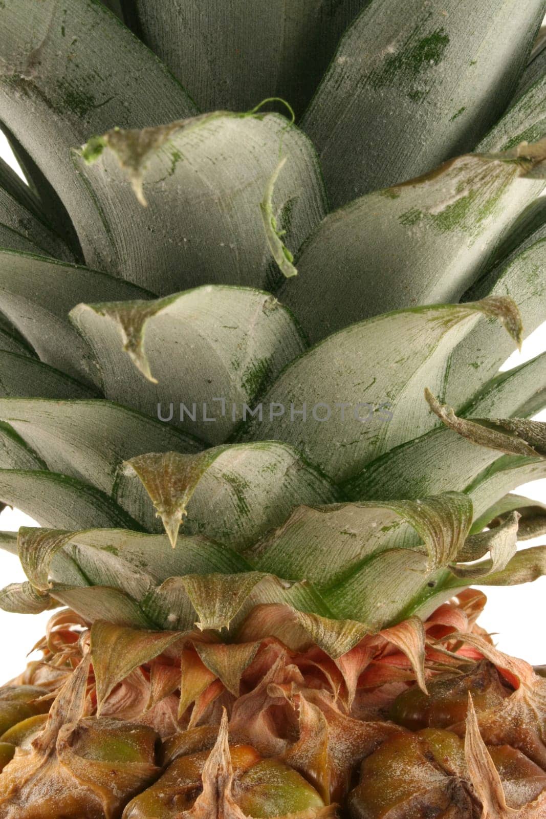 A pineapple macro image