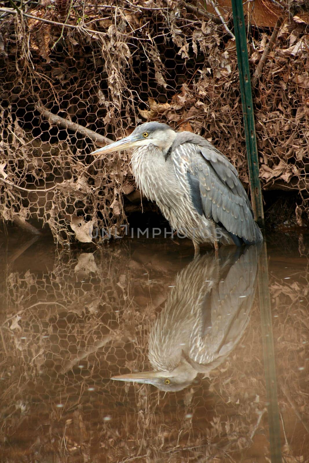 A juvenile blue heron wading in a stream