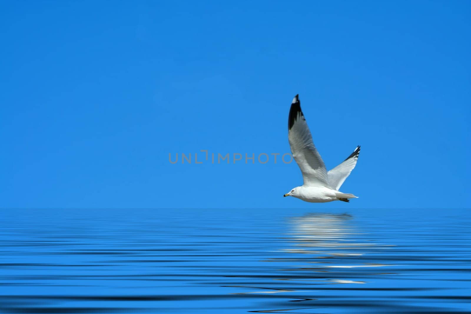 A Seagull flying against a bright blue sky